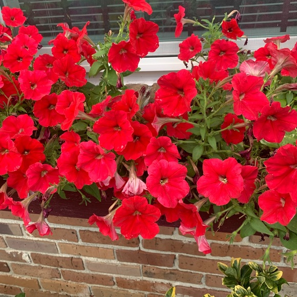 Meet your Posher, Maria - Picture 1 of 1